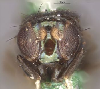 Media type: image;   Entomology 11142 Aspect: head frontal view